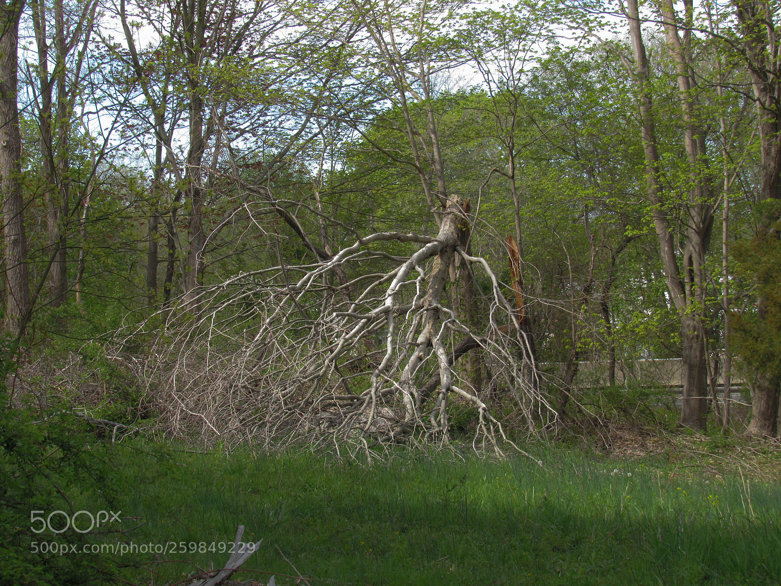 Canon PowerShot SX530 HS sample photo. Img photography