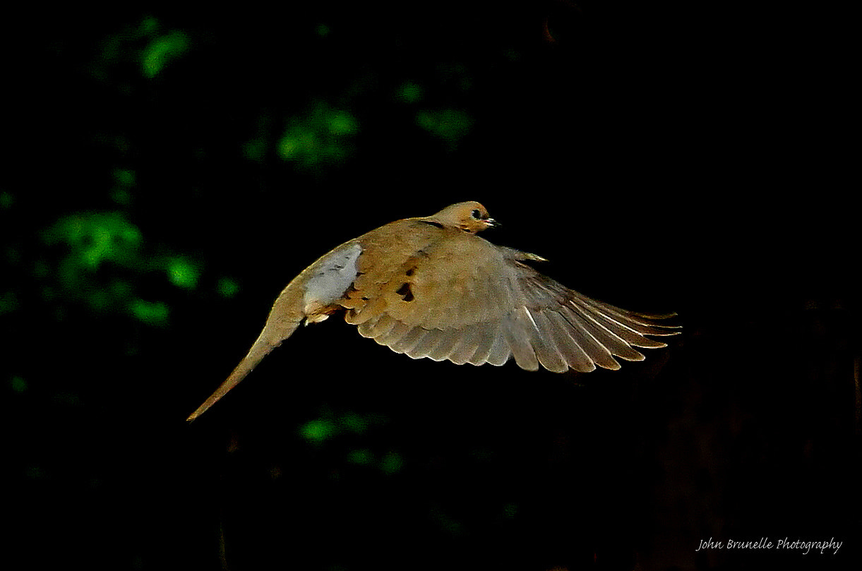 Samsung NX500 sample photo. Morning dove may 28 photography