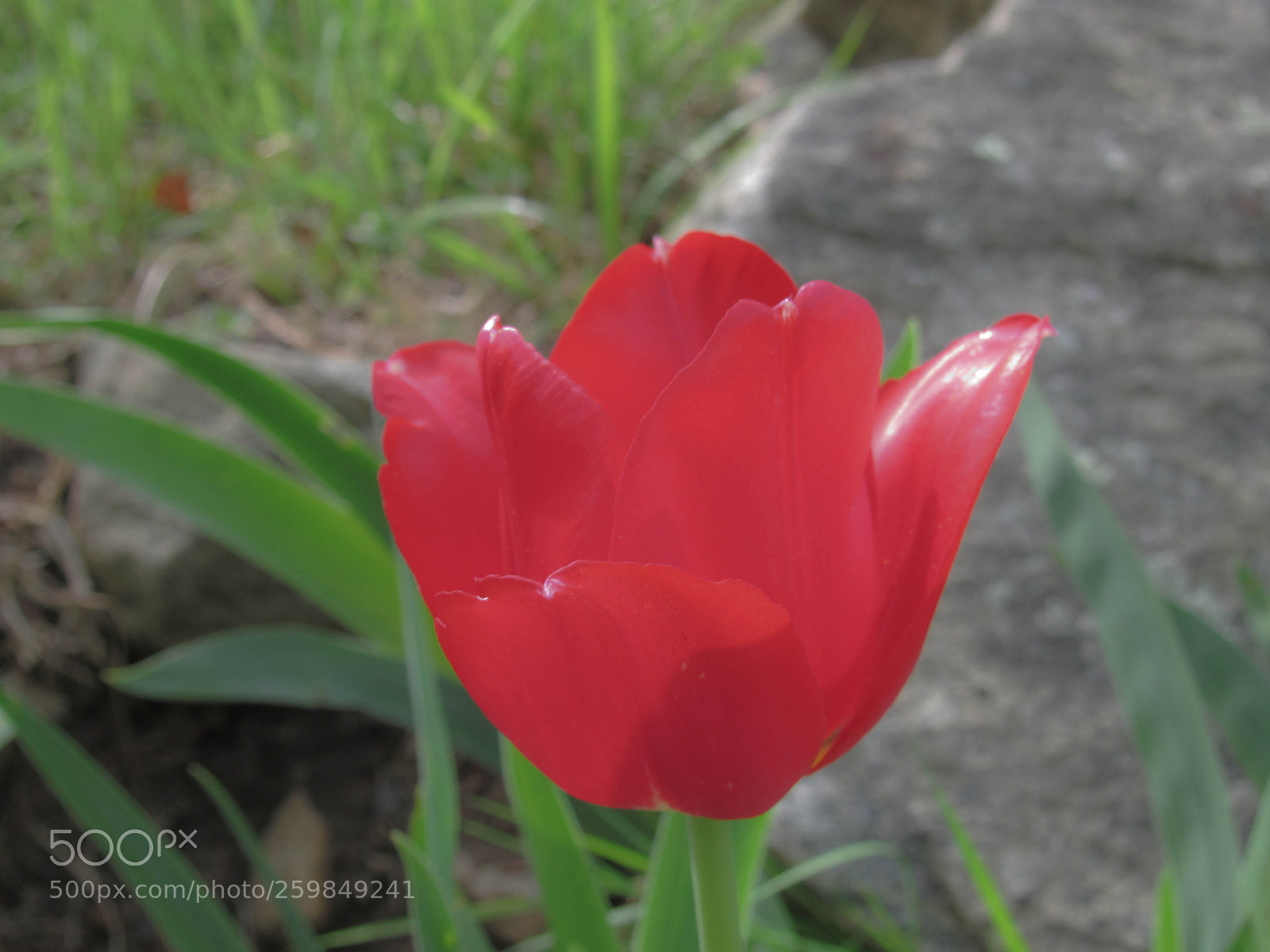 Canon PowerShot SX530 HS sample photo. Img photography