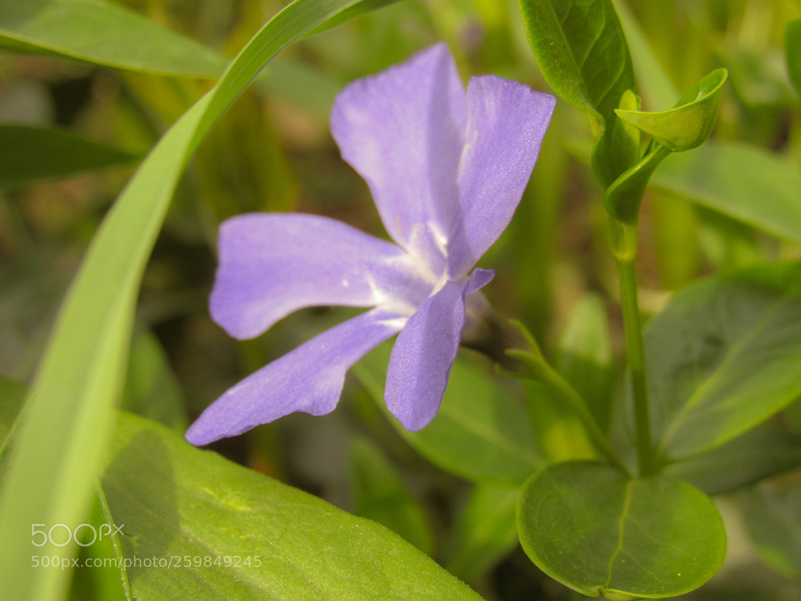 Canon PowerShot SX530 HS sample photo. Img photography