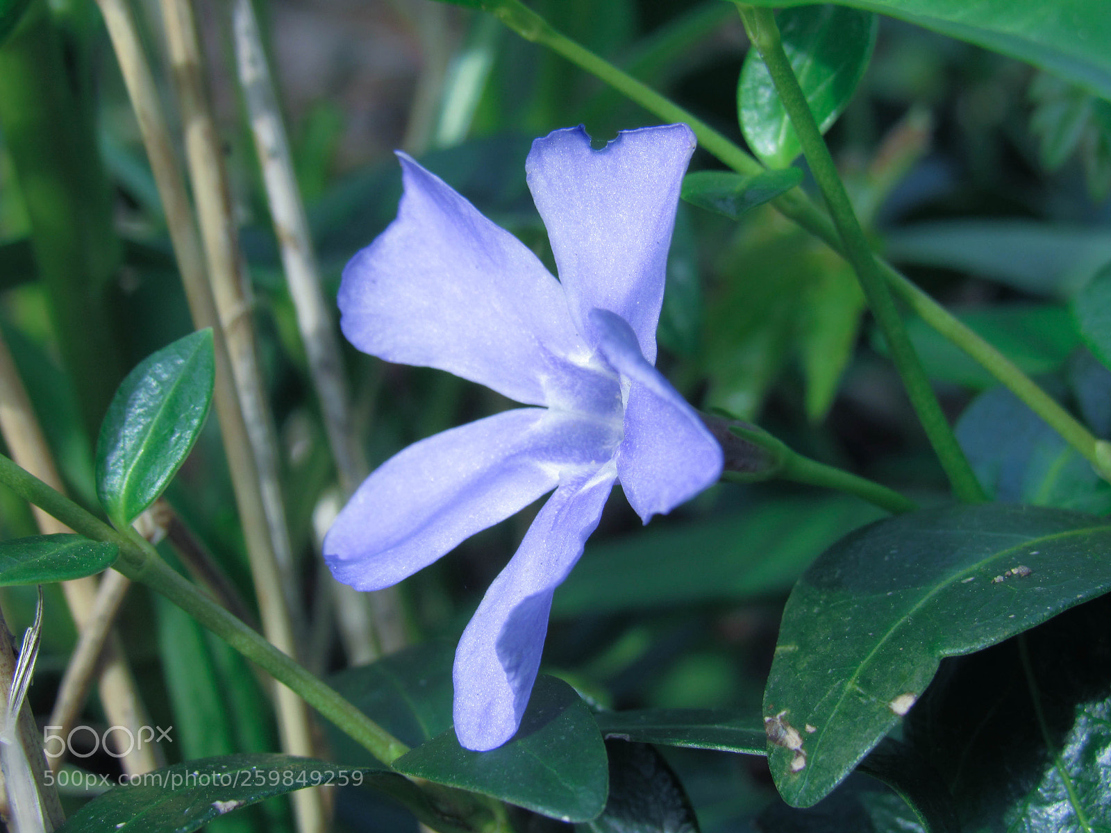 Canon PowerShot SX530 HS sample photo. Img photography
