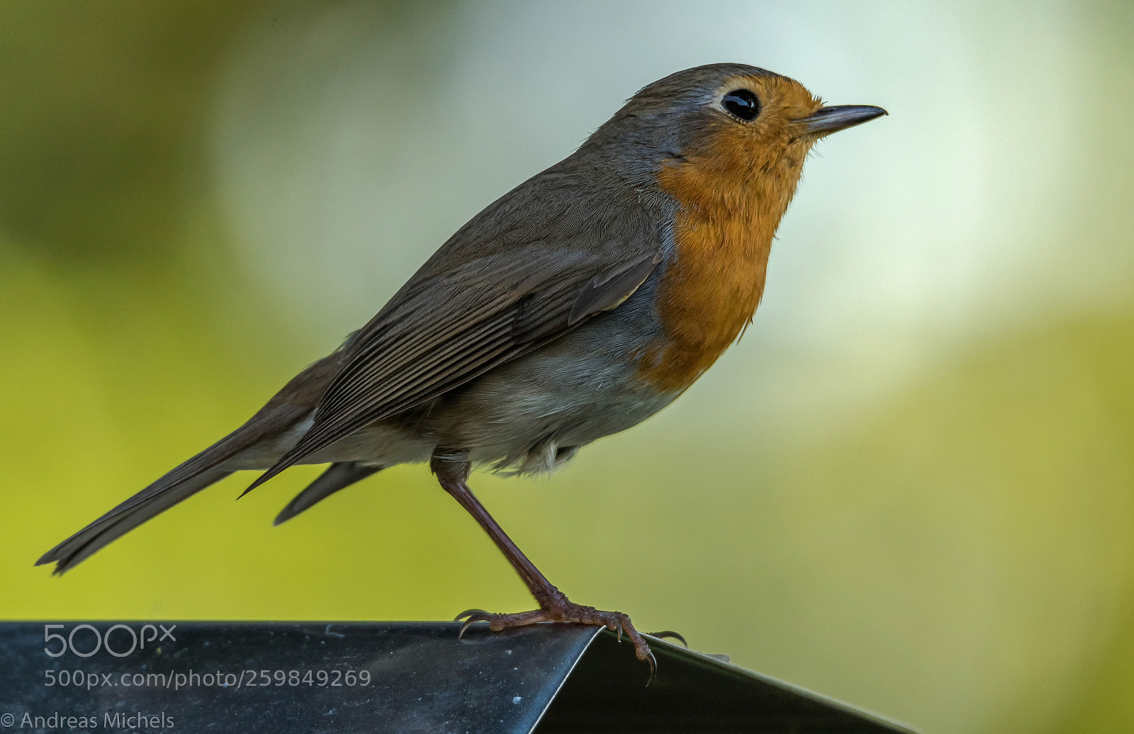Nikon D500 sample photo. Robin. photography