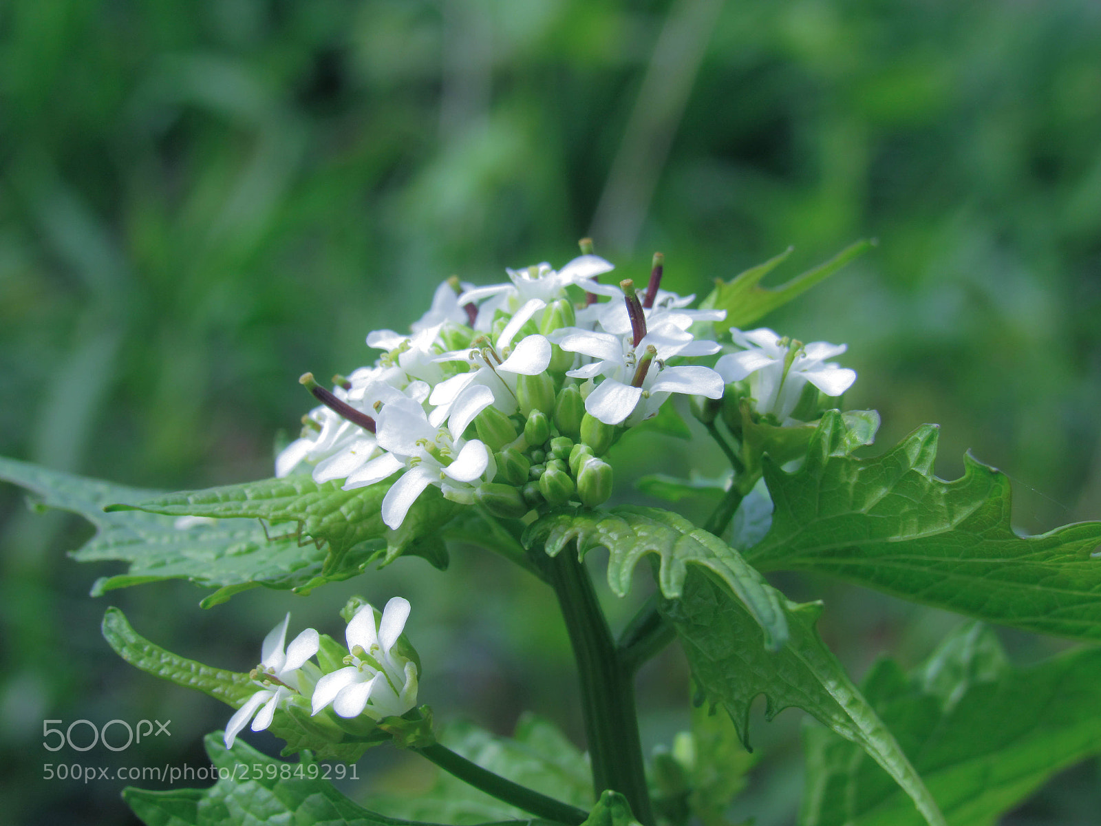 Canon PowerShot SX530 HS sample photo. Img photography