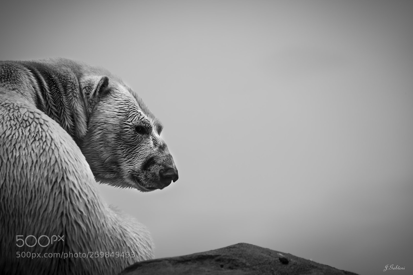 Canon EOS 6D Mark II sample photo. A poor polar bear photography