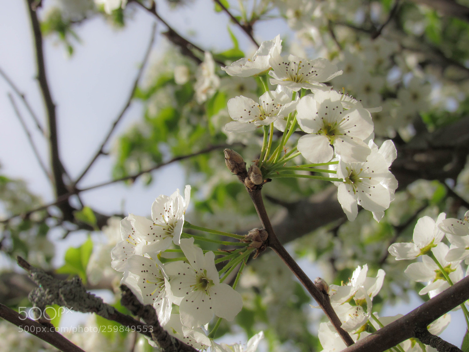 Canon PowerShot SX530 HS sample photo. Img photography