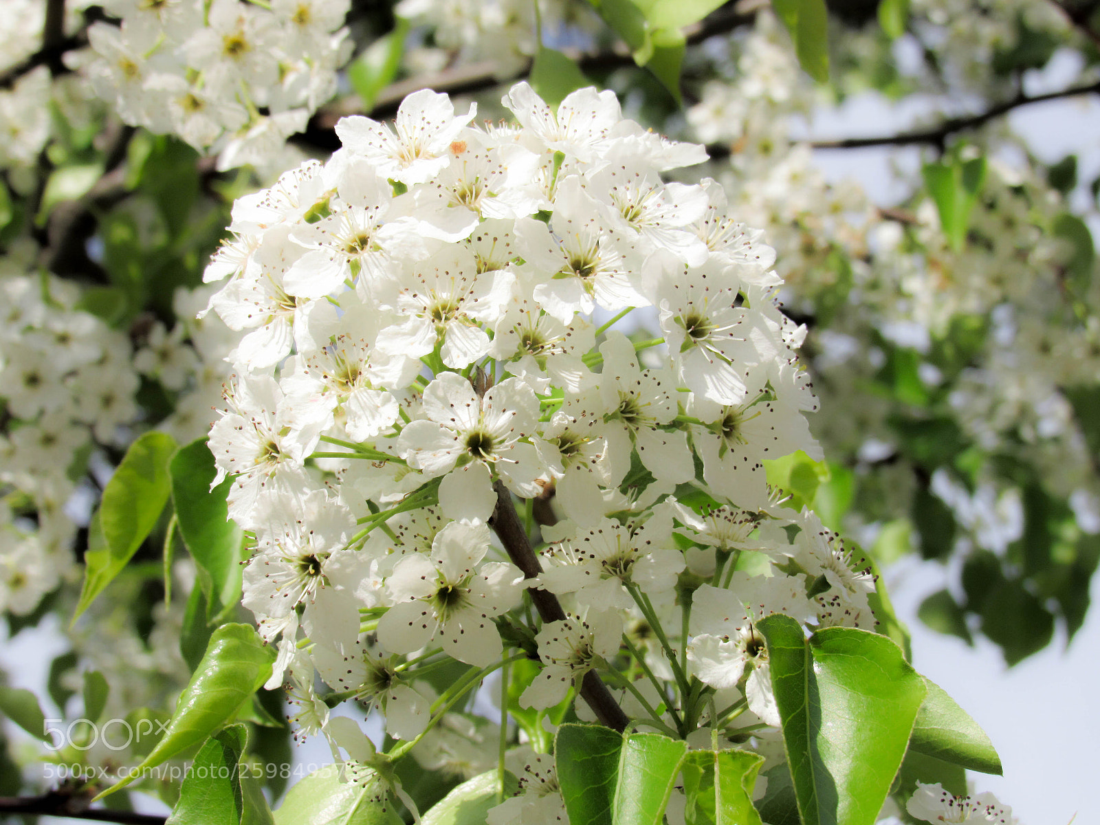 Canon PowerShot SX530 HS sample photo. Img photography