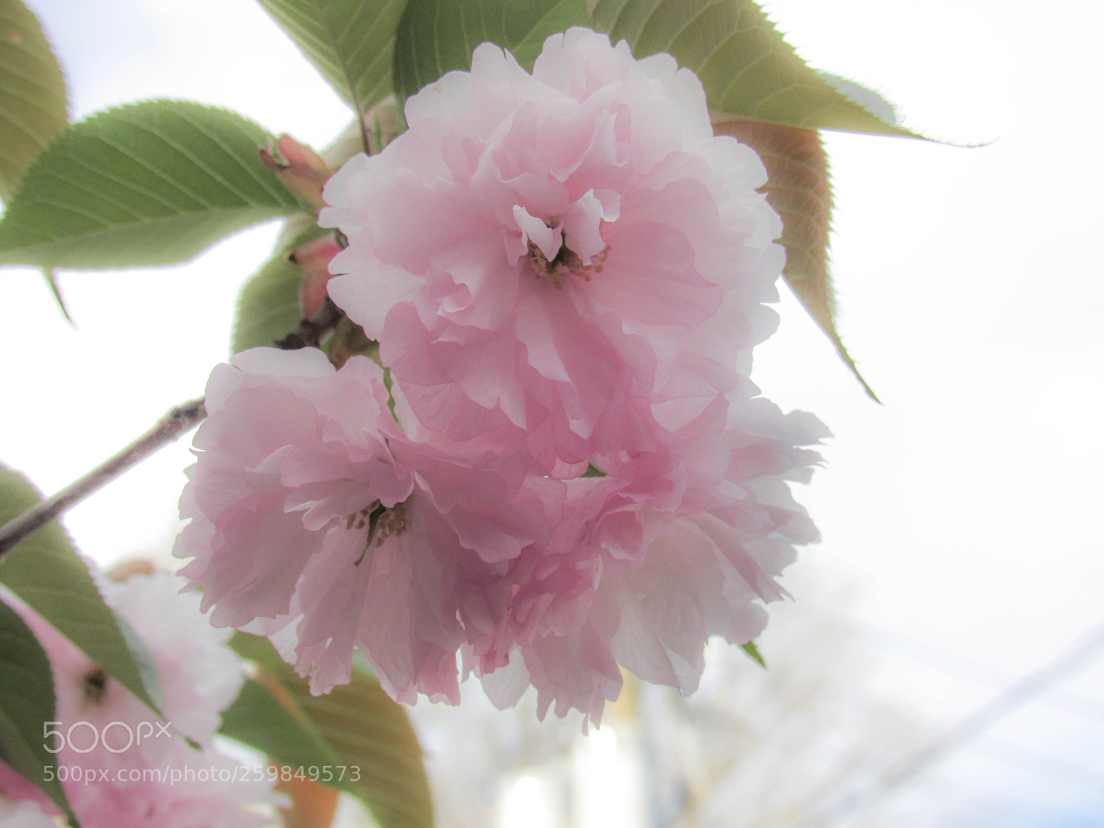 Canon PowerShot SX530 HS sample photo. Img photography