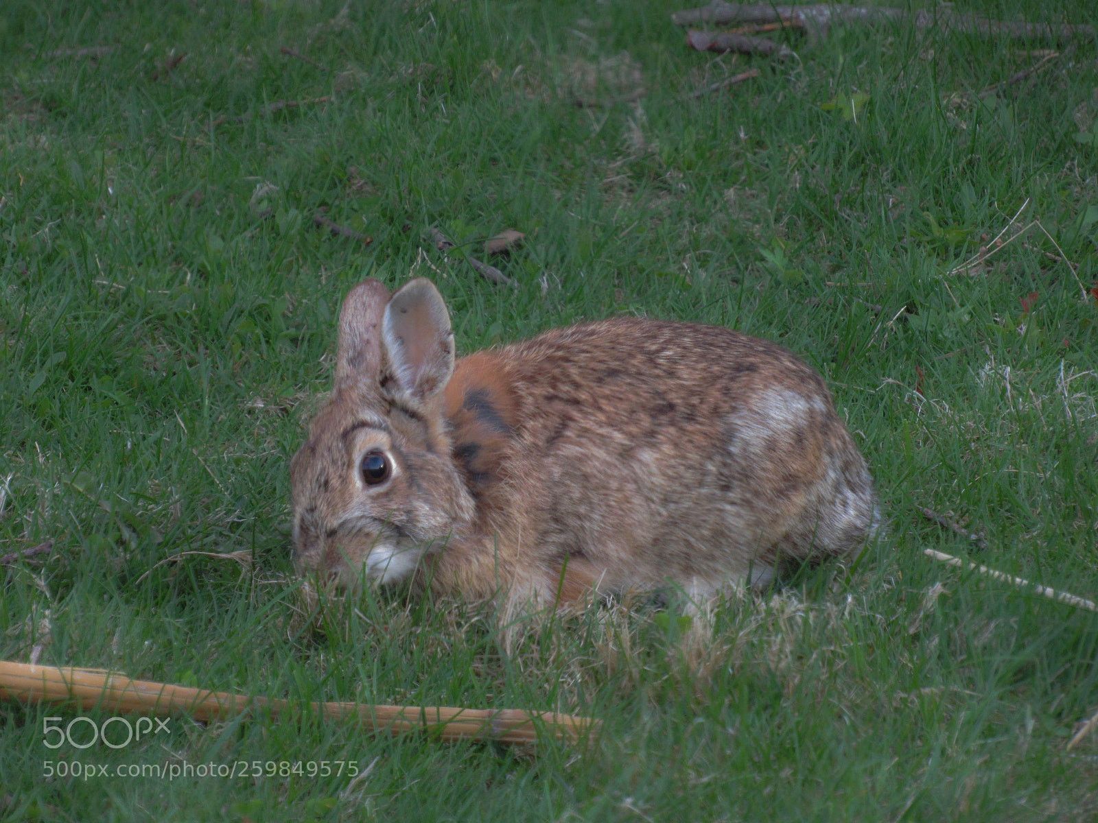 Canon PowerShot SX530 HS sample photo. Img photography