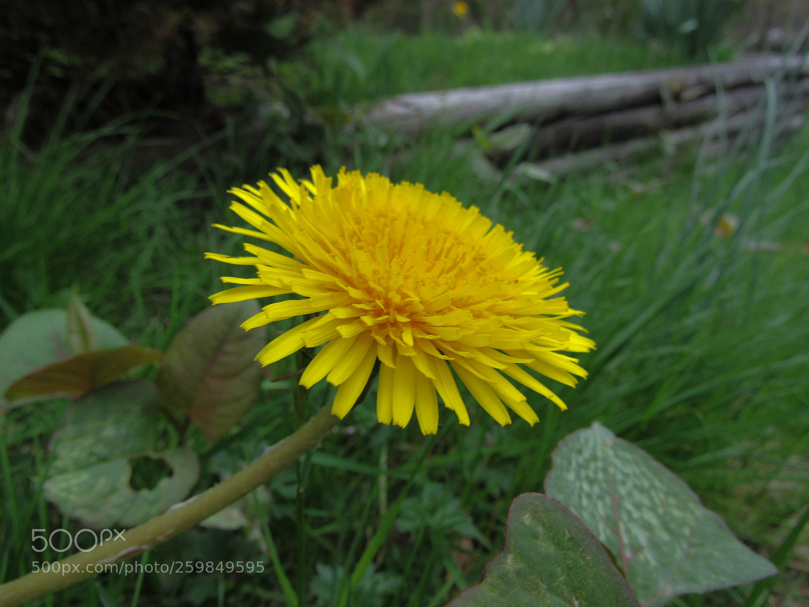 Canon PowerShot SX530 HS sample photo. Img photography