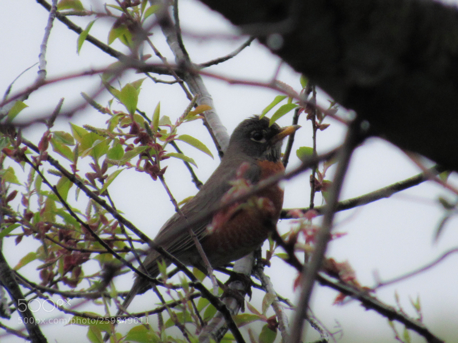 Canon PowerShot SX530 HS sample photo. Img photography