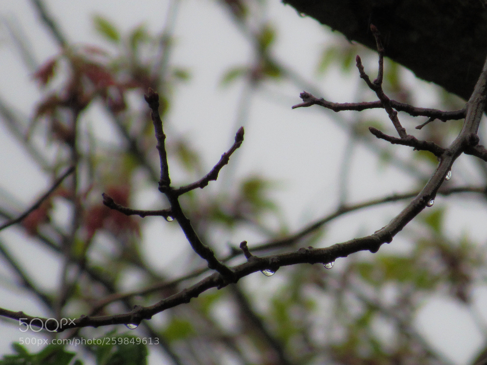 Canon PowerShot SX530 HS sample photo. Img photography