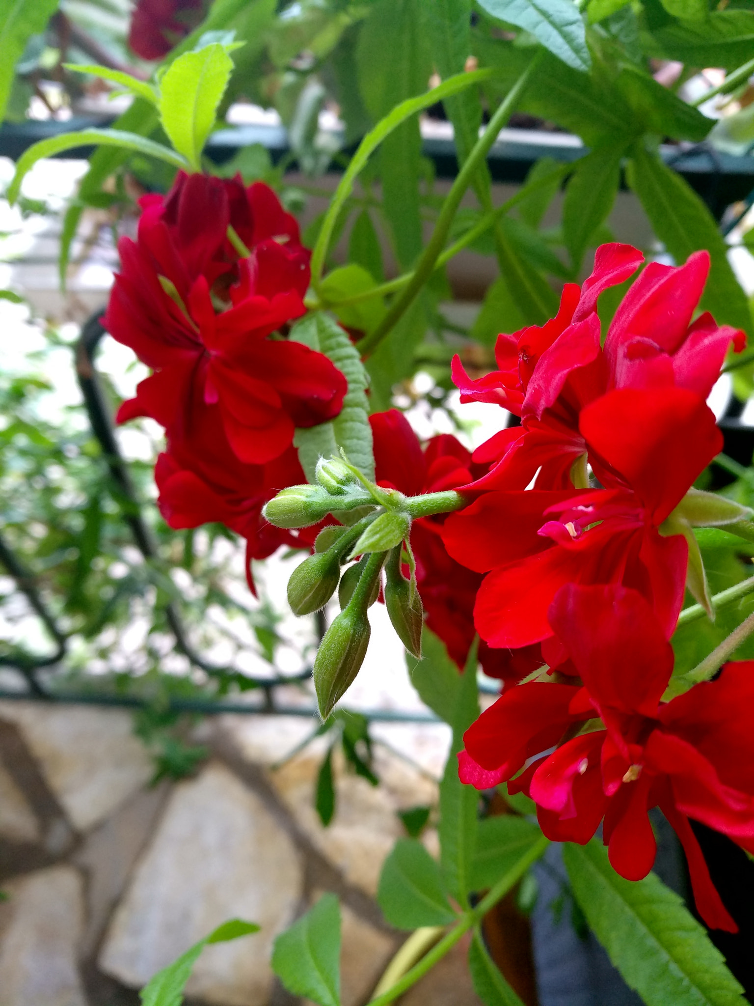 Xiaomi MI MAX 2 sample photo