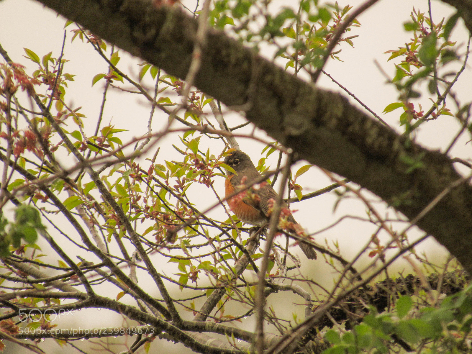 Canon PowerShot SX530 HS sample photo. Img photography