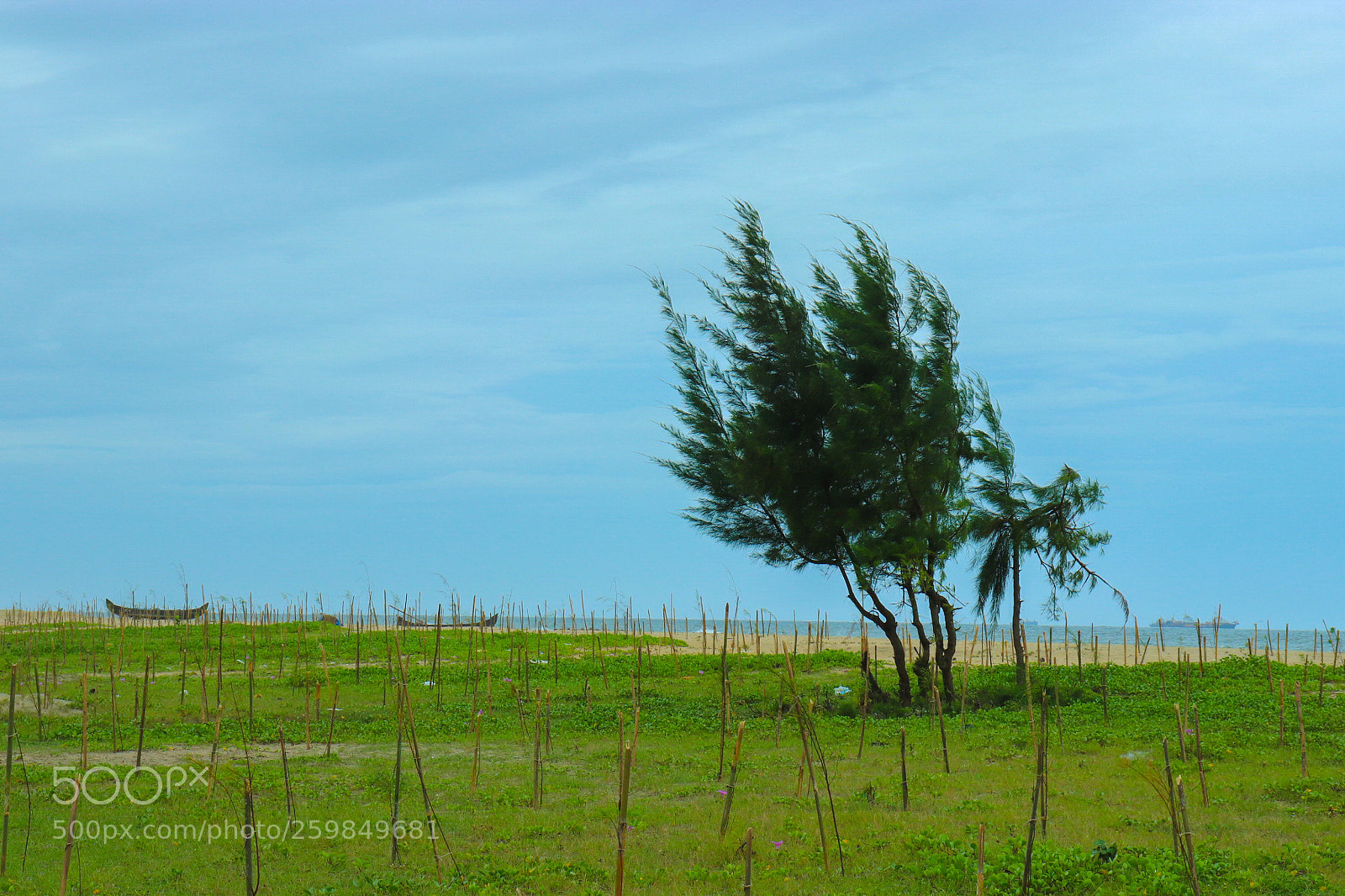 Canon EOS 800D (EOS Rebel T7i / EOS Kiss X9i) sample photo. Tree of unity photography