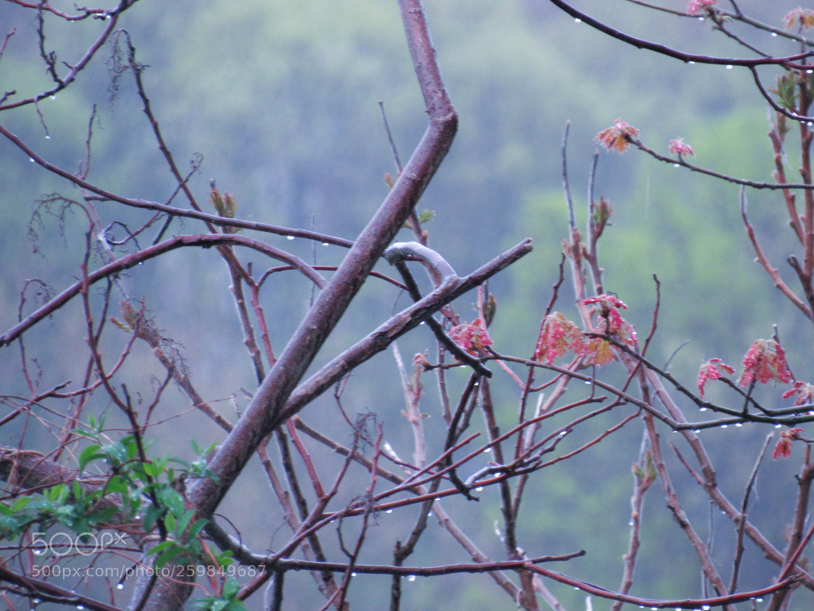 Canon PowerShot SX530 HS sample photo. Img photography
