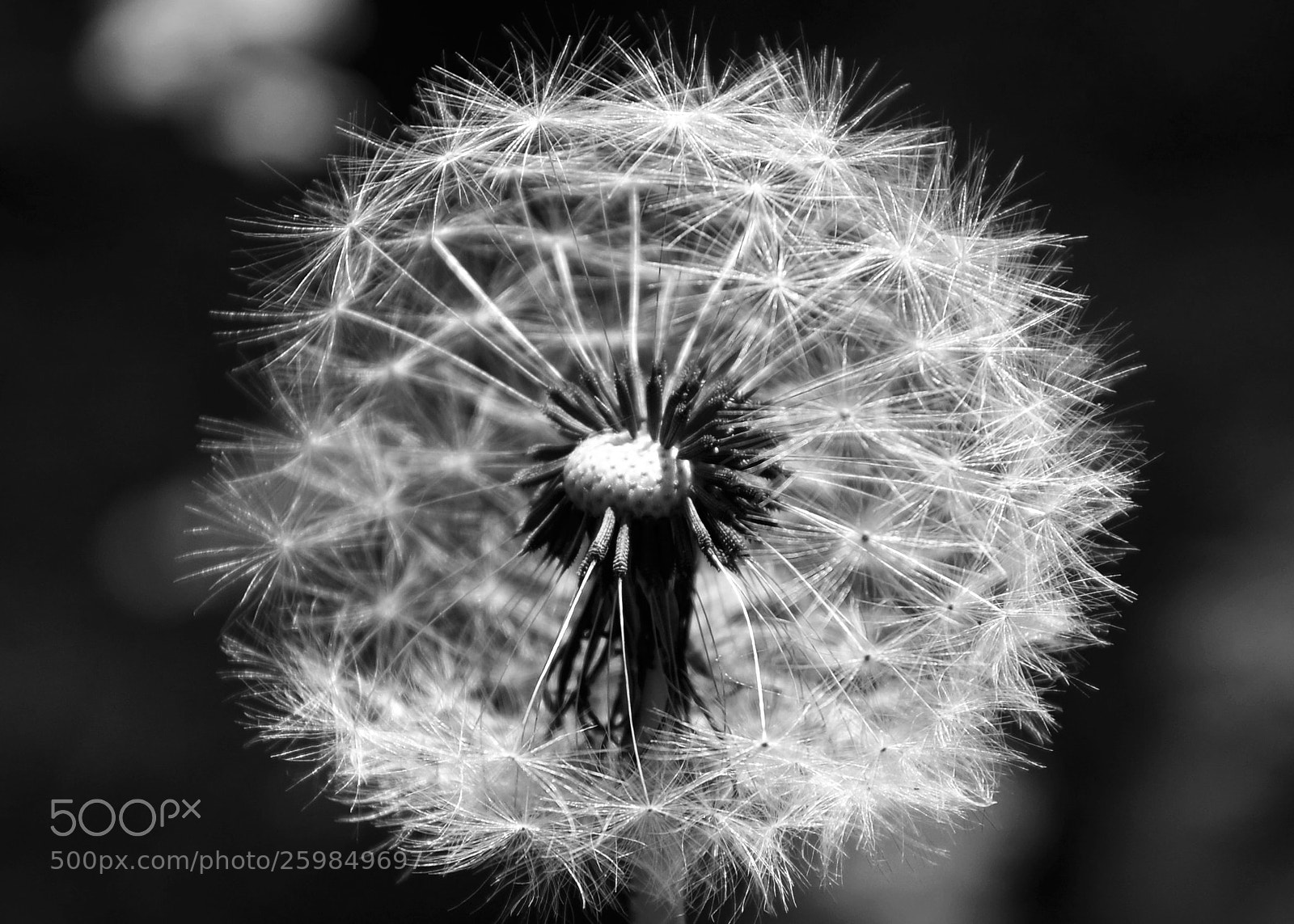 Nikon D5100 sample photo. Taraxacum officinale in black photography