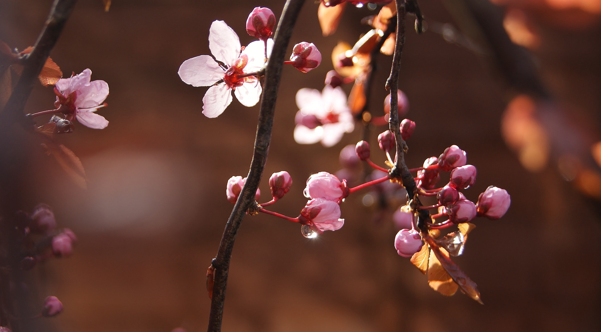 Sony Alpha DSLR-A380 sample photo. After spring rain ... photography