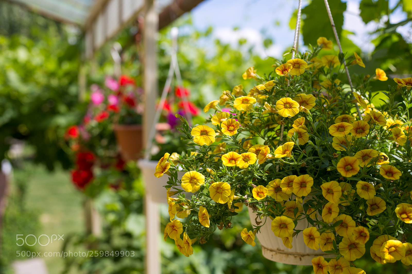 Canon EOS 6D sample photo. Flower photography