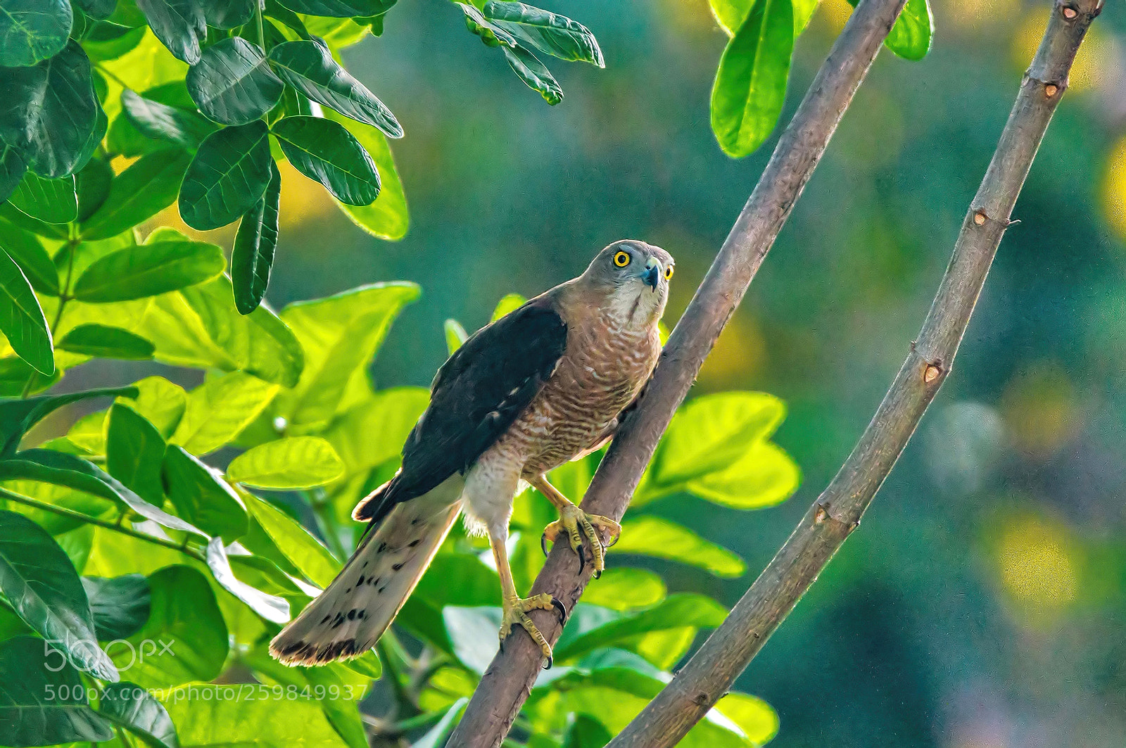 Nikon D3200 sample photo. Shikra photography