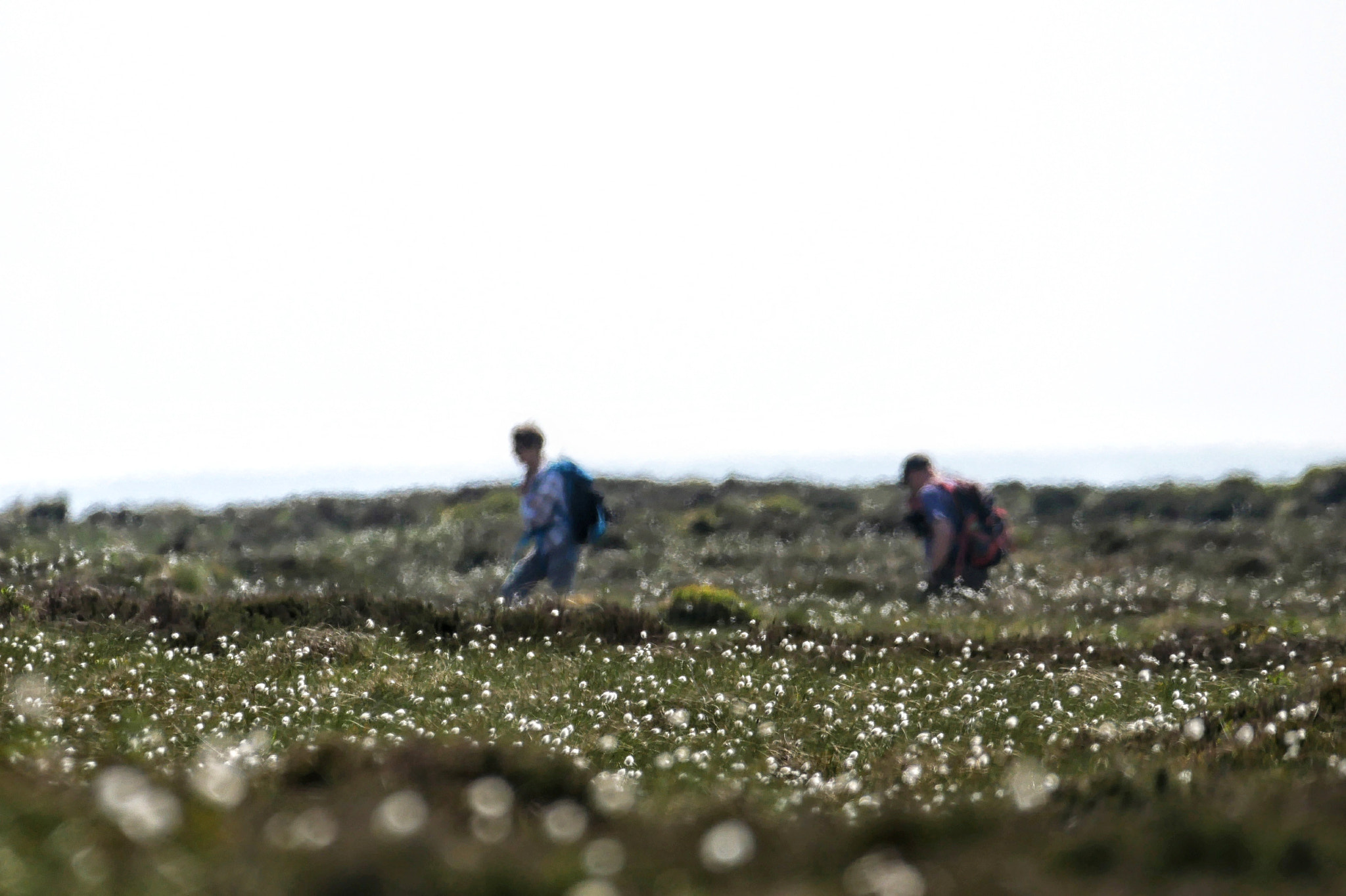 Panasonic Lumix DMC-G85 (Lumix DMC-G80) sample photo. Cottongrass at soldier's lump photography