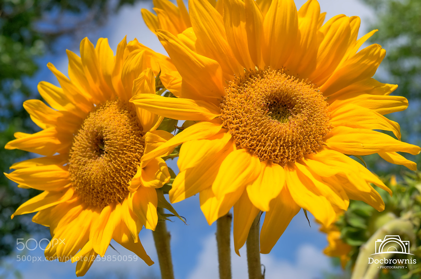 Nikon D5300 sample photo. Morning sunflower photography