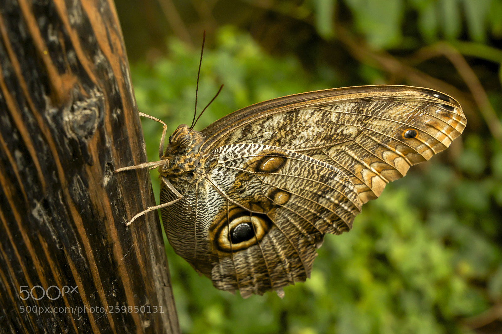 Sony SLT-A77 sample photo. Owl butterfly photography