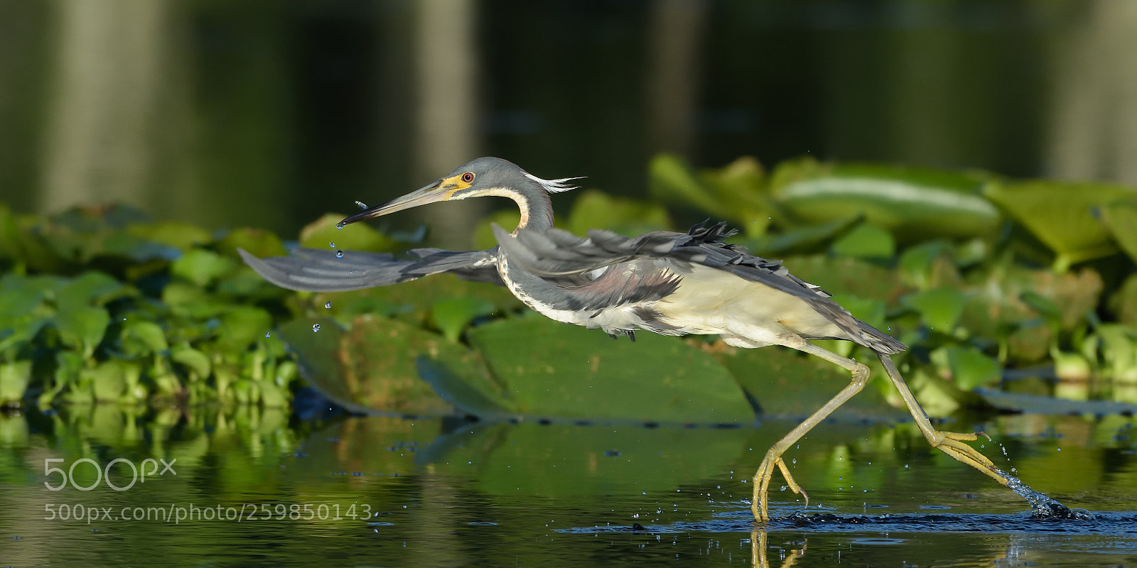 Nikon D7200 sample photo. Tri-colored heron photography