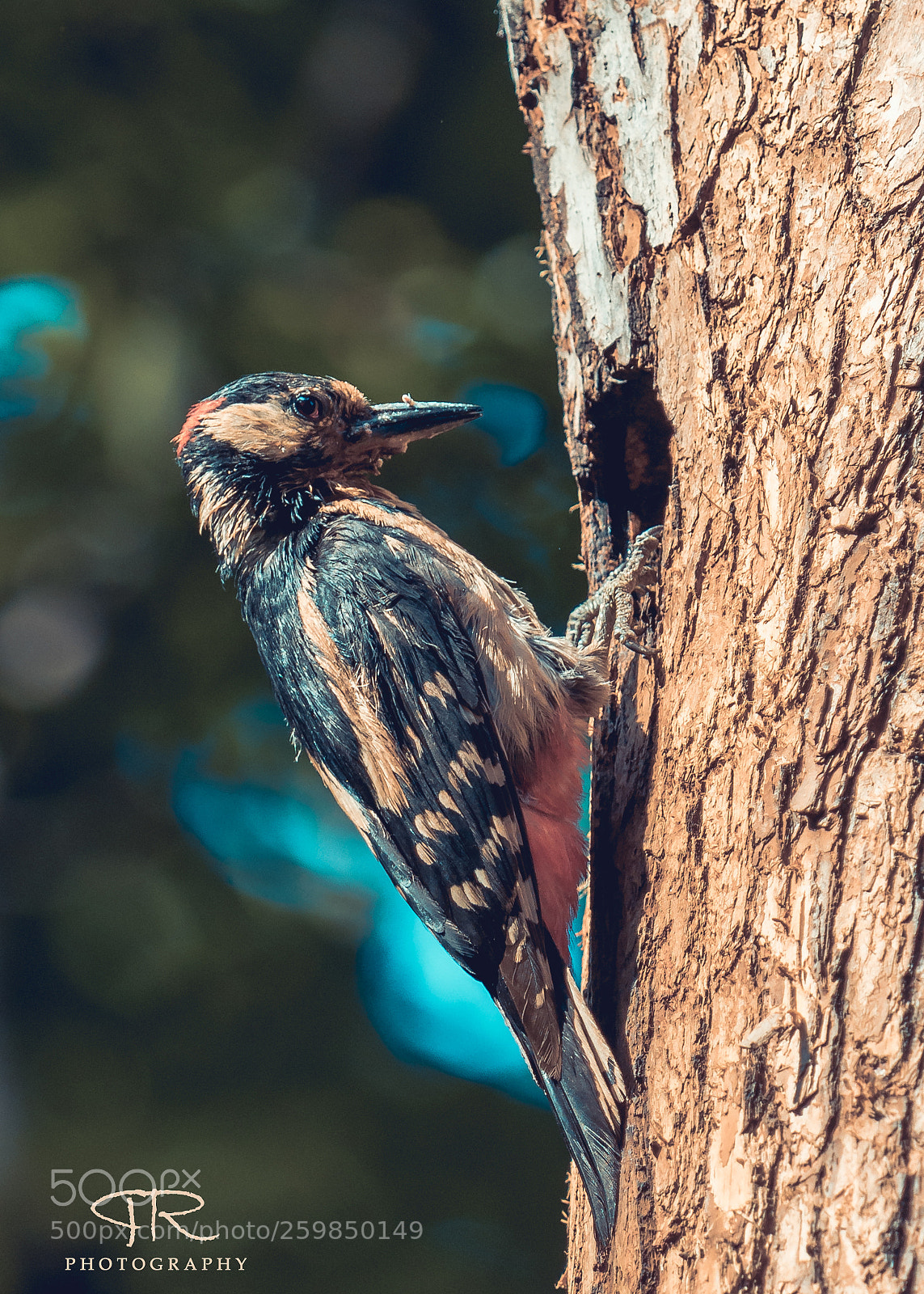 Canon EOS 80D sample photo. Woody woodpecker photography