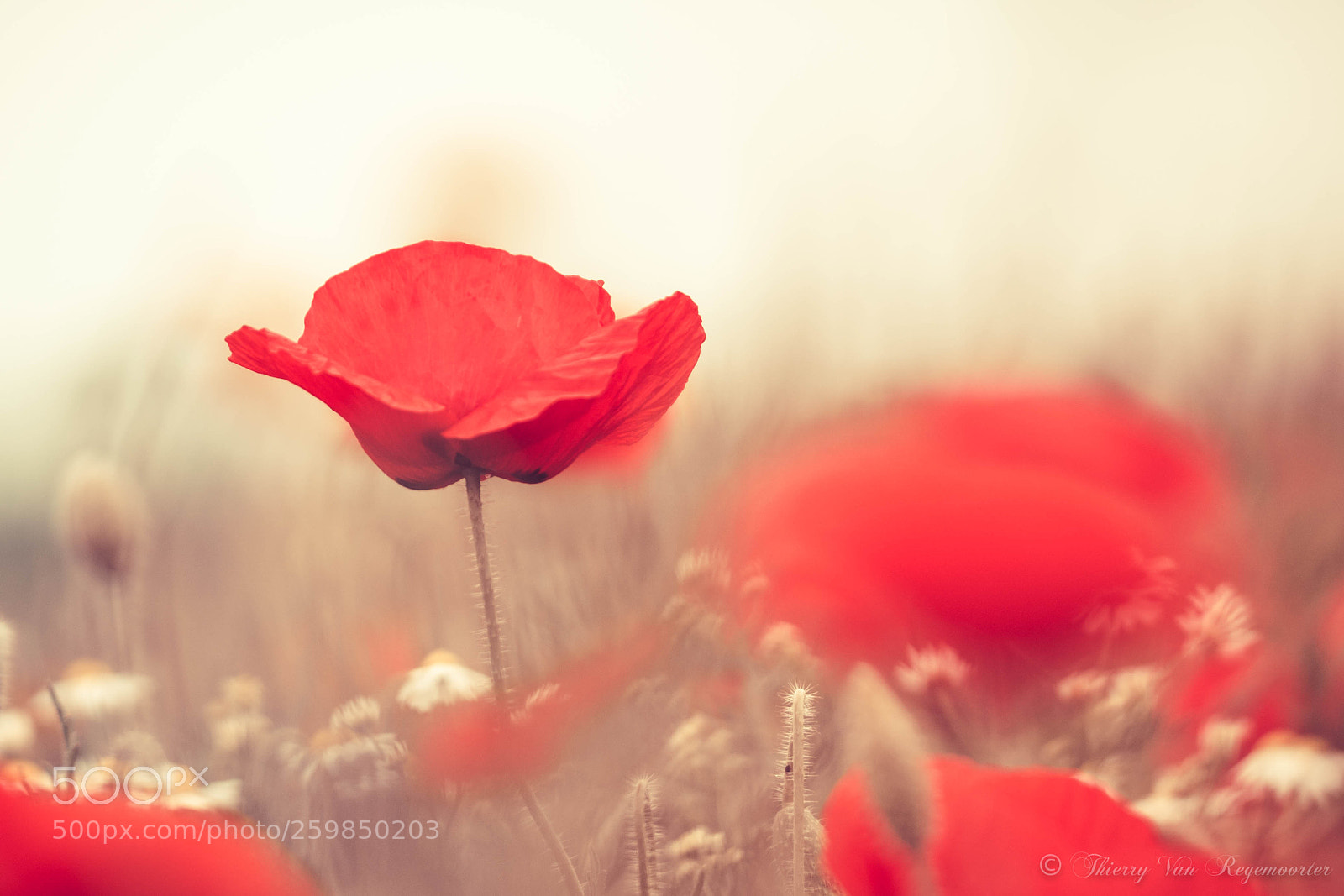 Nikon D7100 sample photo. Coquelicot photography