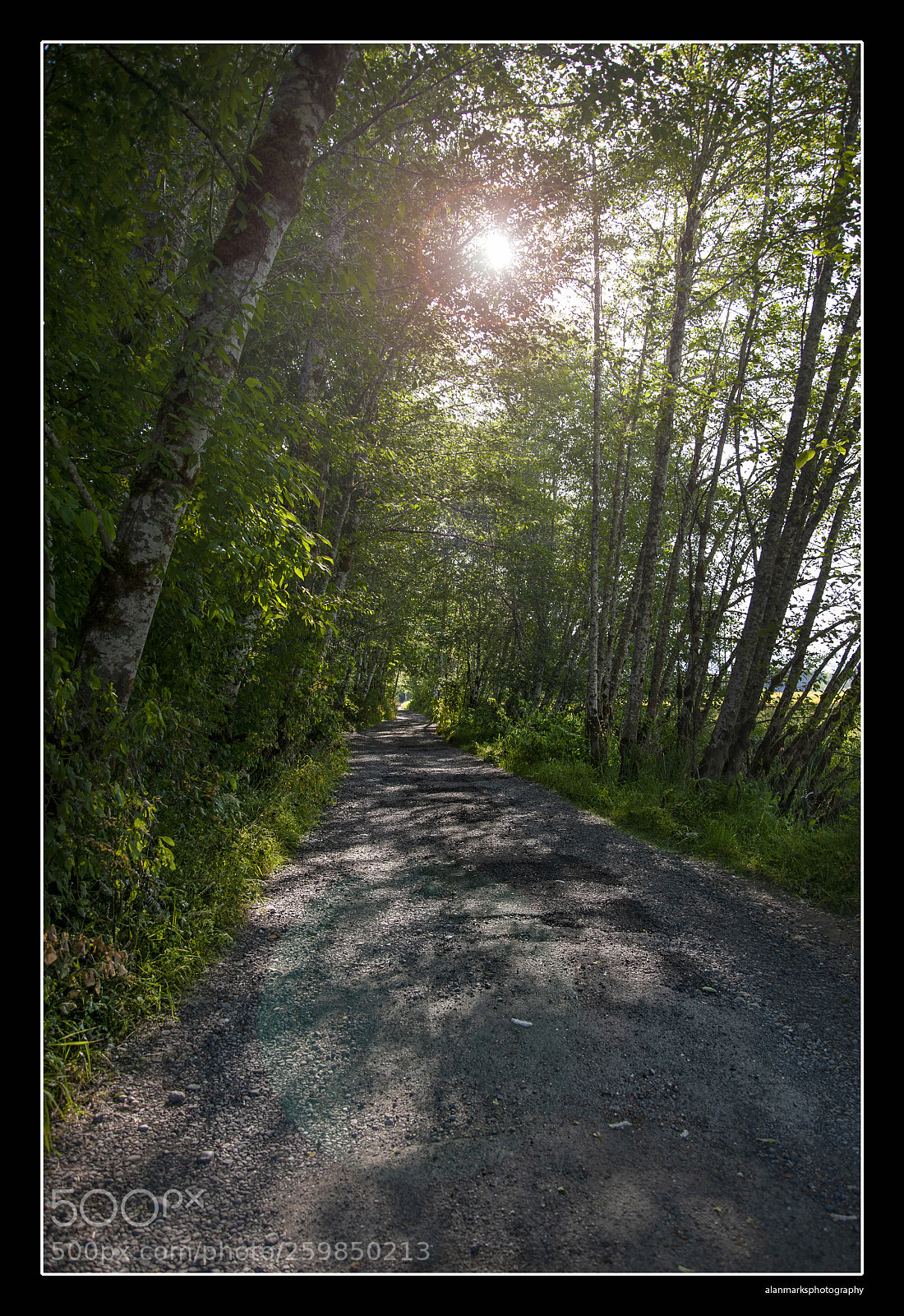 Nikon D700 sample photo. Sunlit road photography