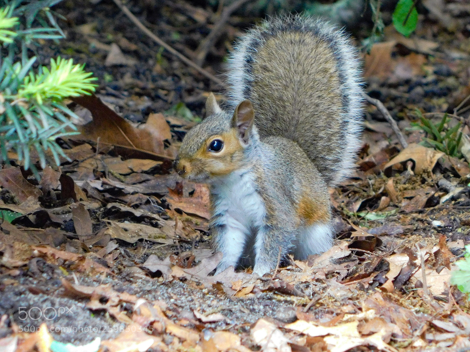 Nikon Coolpix B500 sample photo. Baby squirrel photography