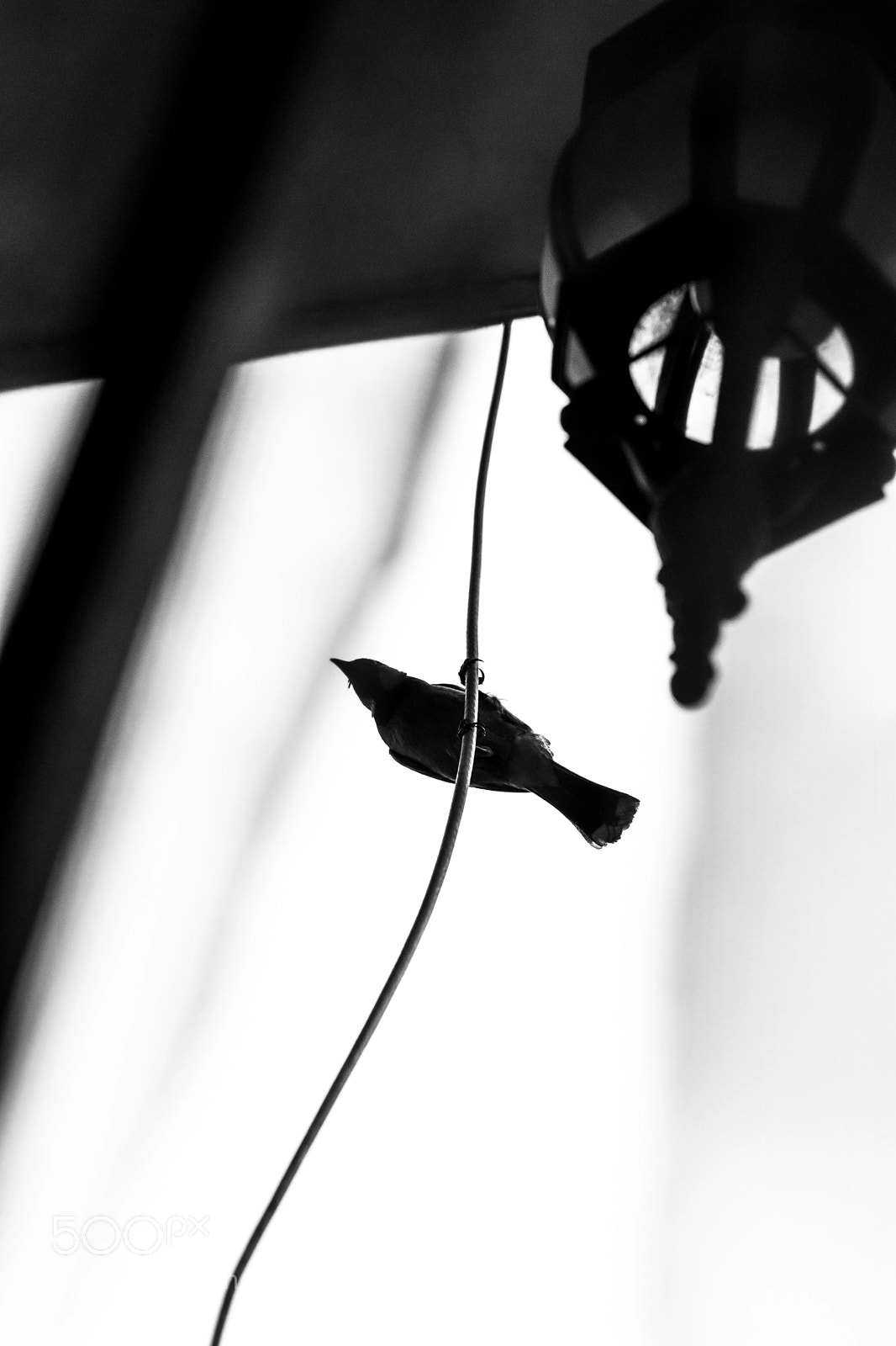 Nikon D5300 sample photo. Guest at the balcony photography