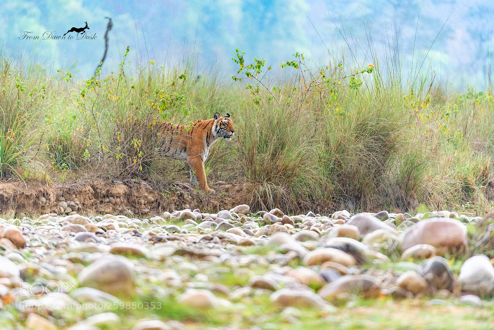 Nikon D750 sample photo. A forest so wonderful photography