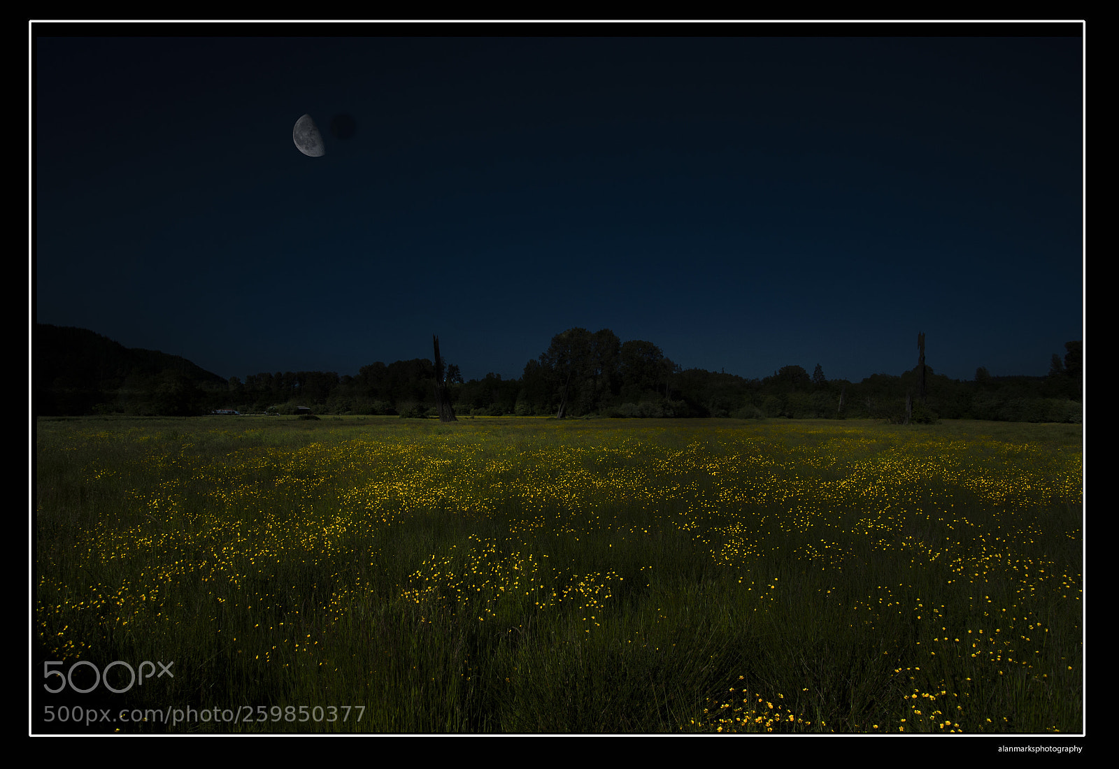 Nikon D700 sample photo. Field of flowers at photography