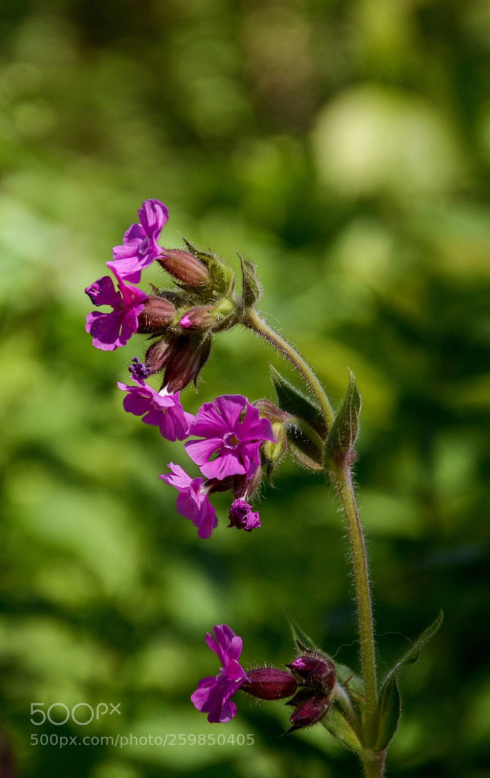 Nikon D7000 sample photo. In the wood photography