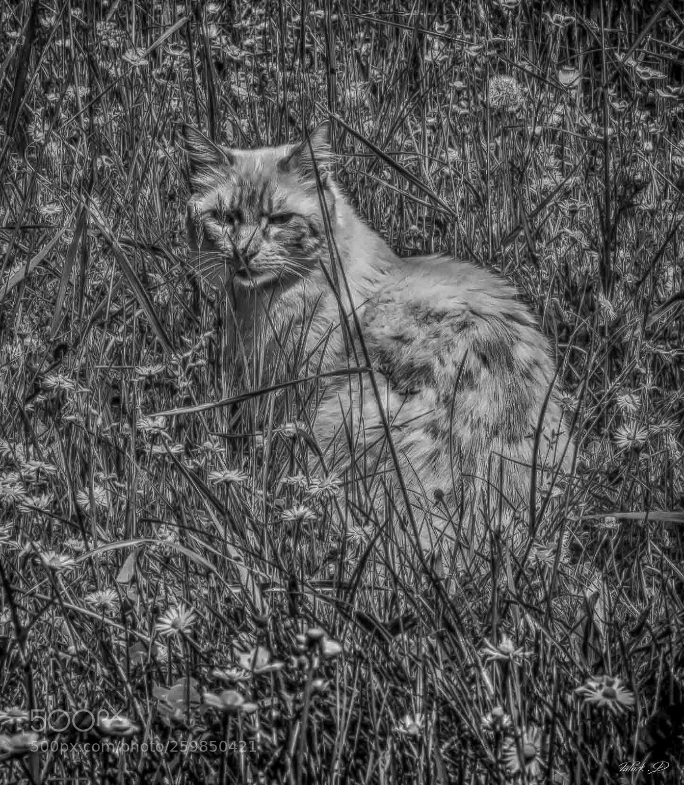 Nikon D750 sample photo. Dans son milieu naturel photography
