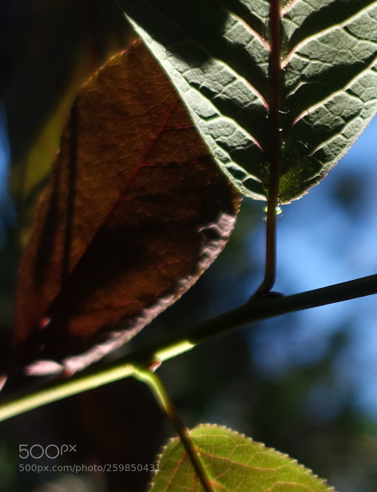 Sony Cyber-shot DSC-RX100 III sample photo. Cherryvertical photography