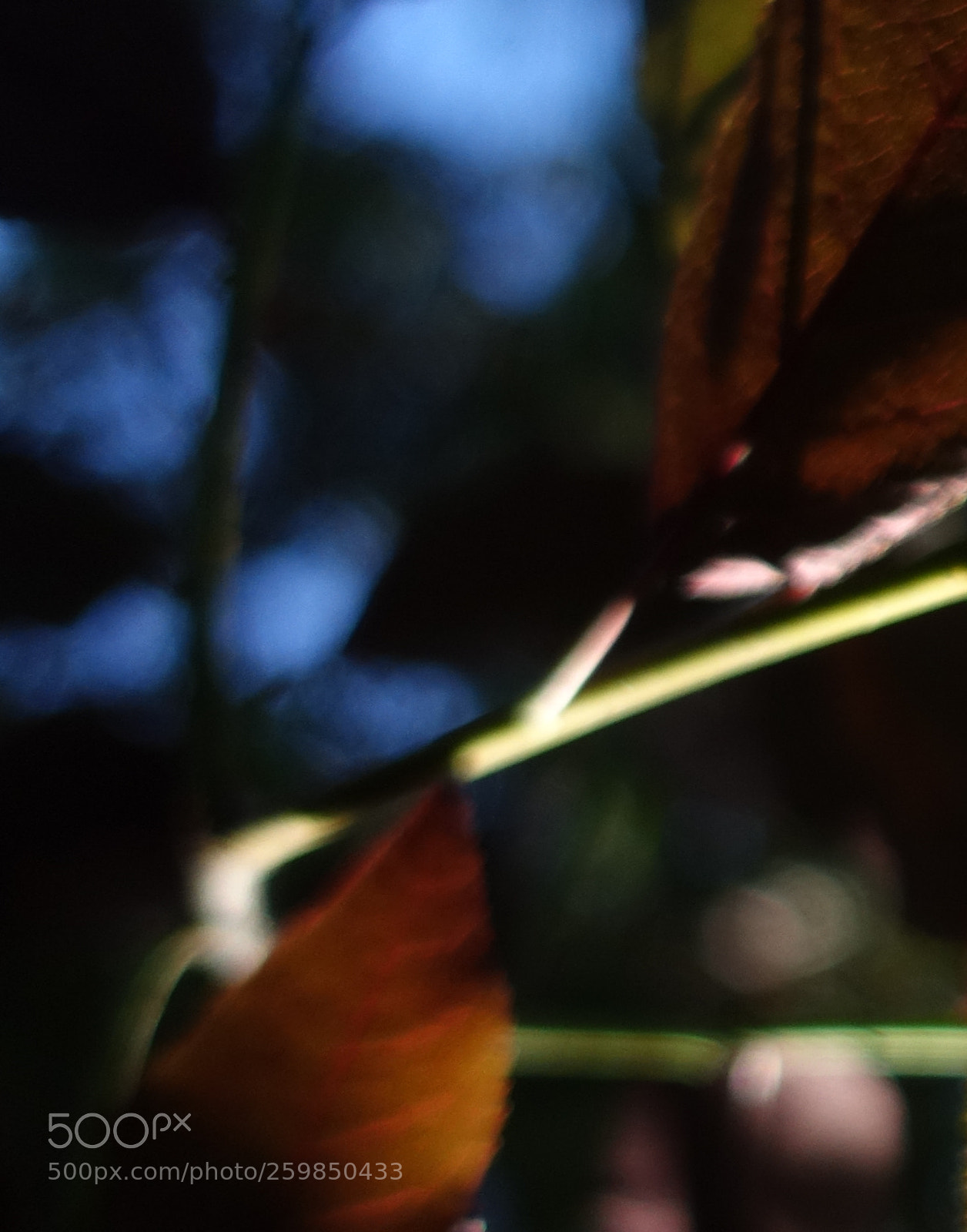 Sony Cyber-shot DSC-RX100 III sample photo. Cherryvertical photography