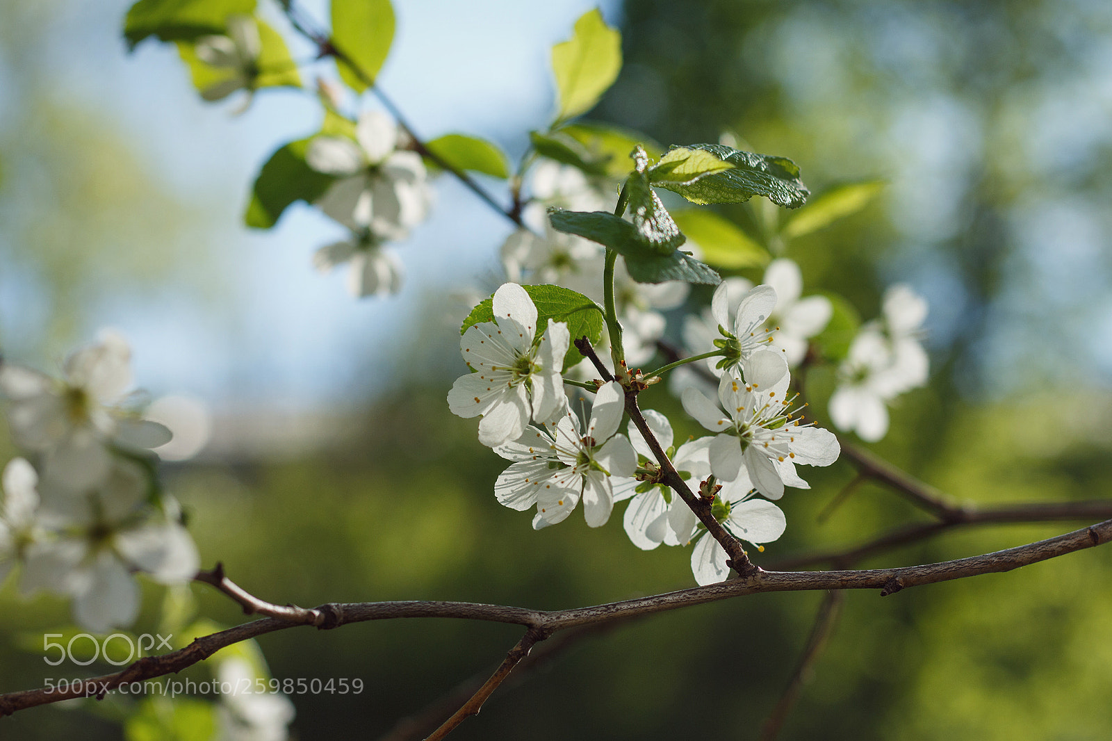 Canon EOS 700D (EOS Rebel T5i / EOS Kiss X7i) sample photo. Cherry tree photography