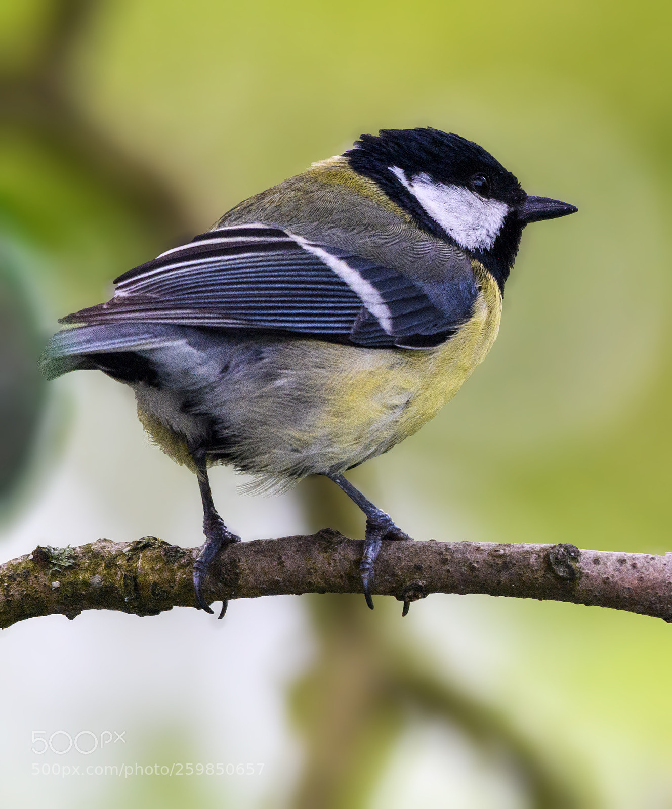 Nikon D850 sample photo. Oiseau sur la branche photography