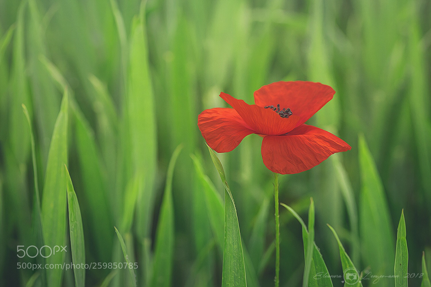 Sony a7 II sample photo. Mohn  photography