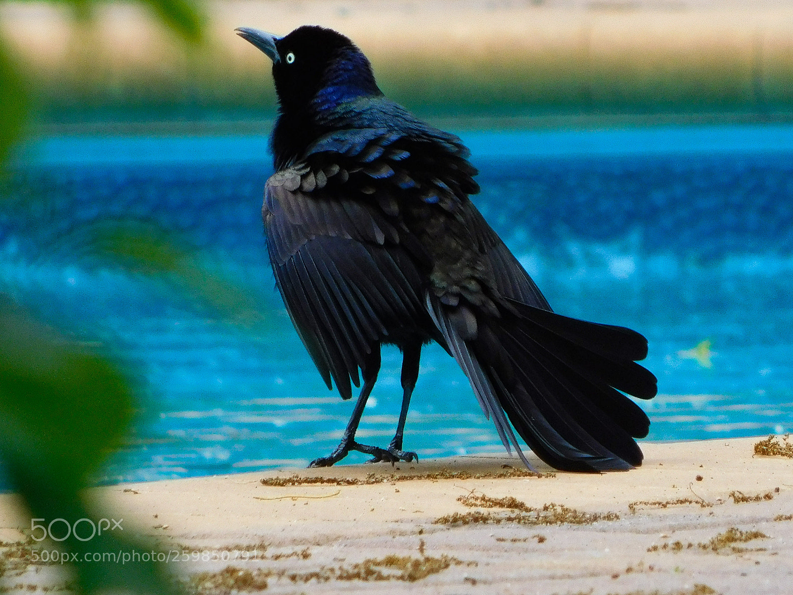 Nikon Coolpix B500 sample photo. Caught the grackle mid photography
