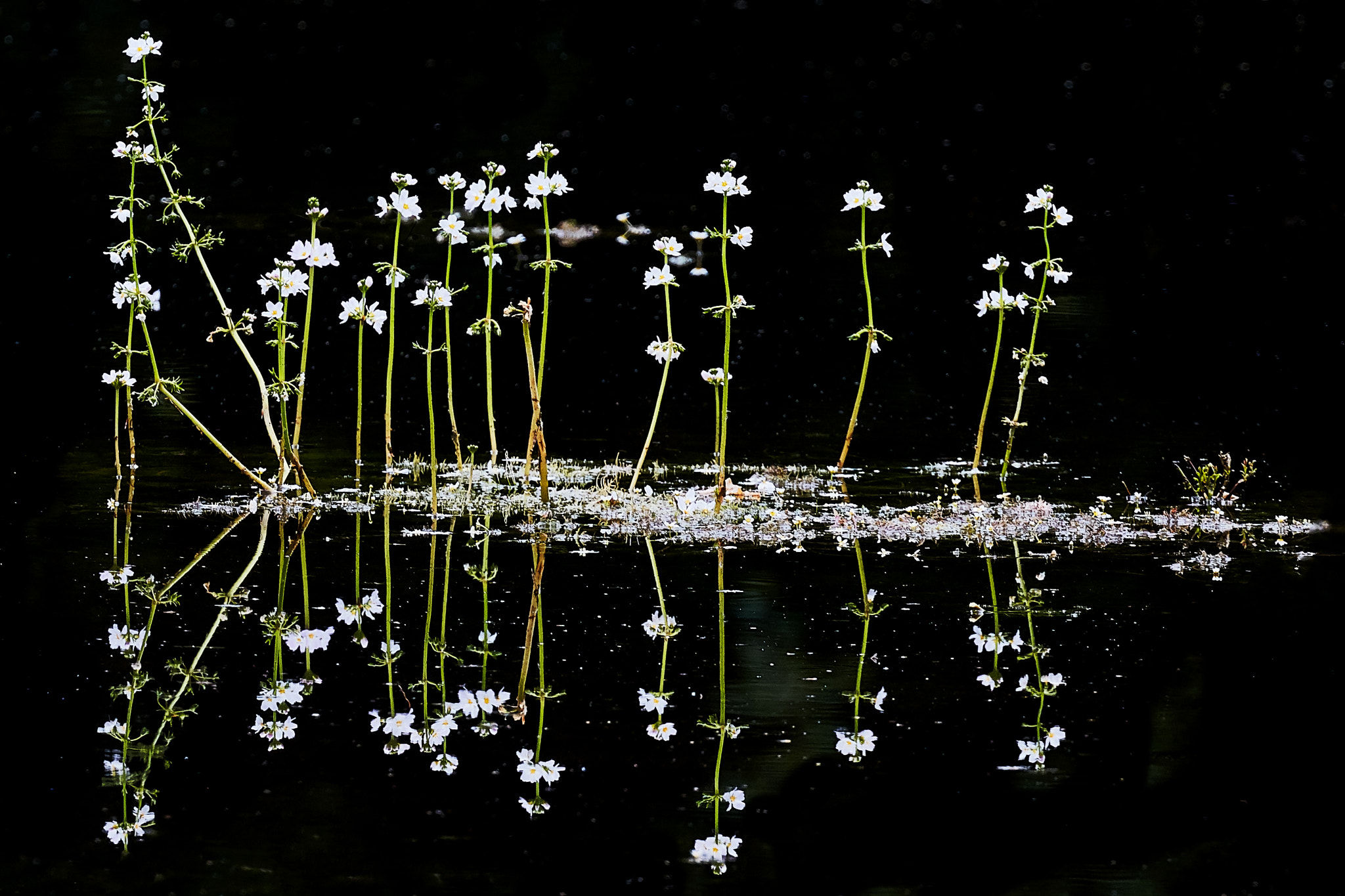 Canon EOS 5DS R + Canon EF 100-400mm F4.5-5.6L IS II USM sample photo. Water violet photography