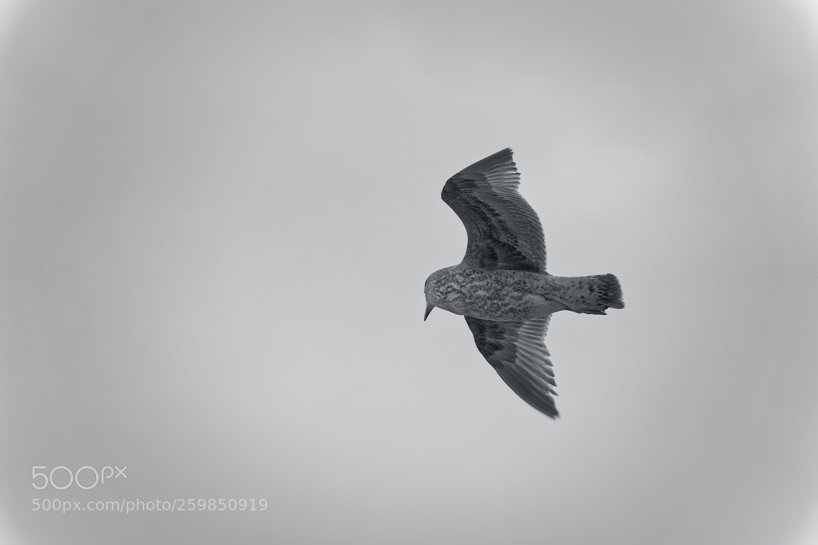 Sony Cyber-shot DSC-RX10 III sample photo. Mouette sans couleur photography