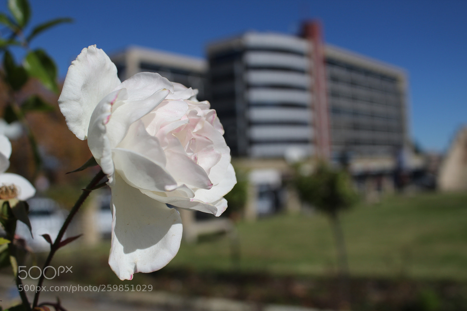 Canon EOS 1300D (EOS Rebel T6 / EOS Kiss X80) sample photo. White rose photography