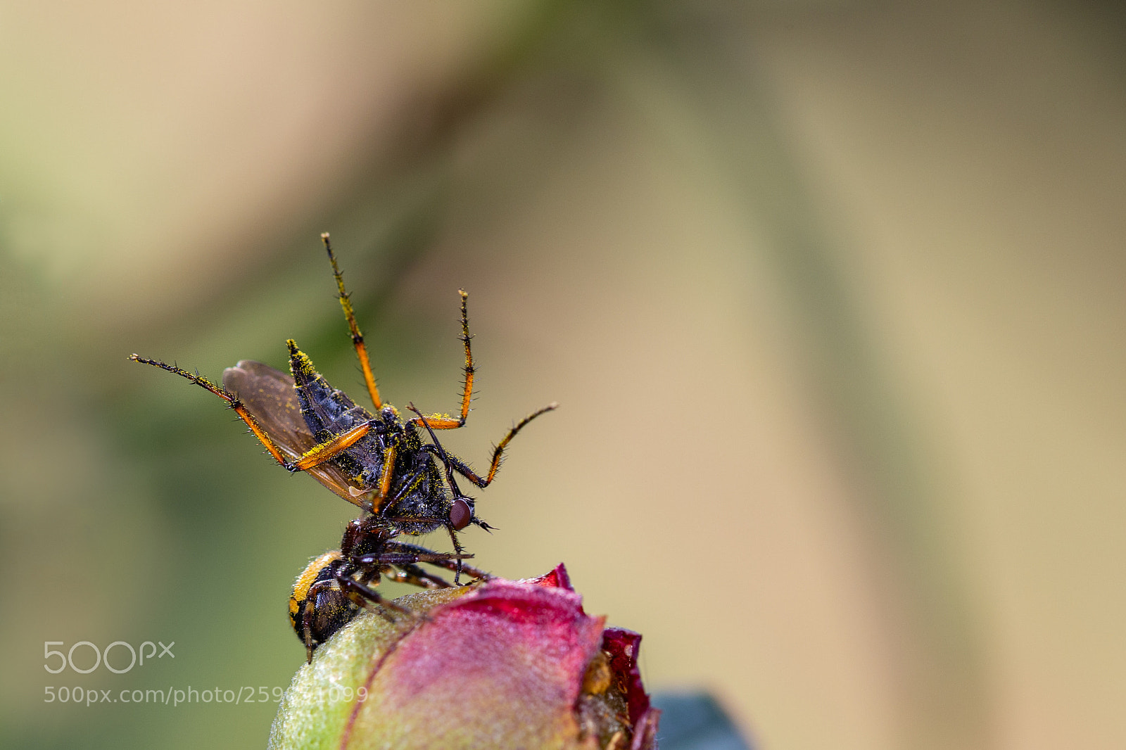 Canon EOS 6D sample photo. Spider hunting a fly photography