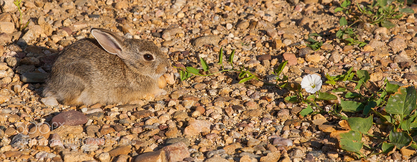 Canon EOS 5D sample photo. Morning bunny photography