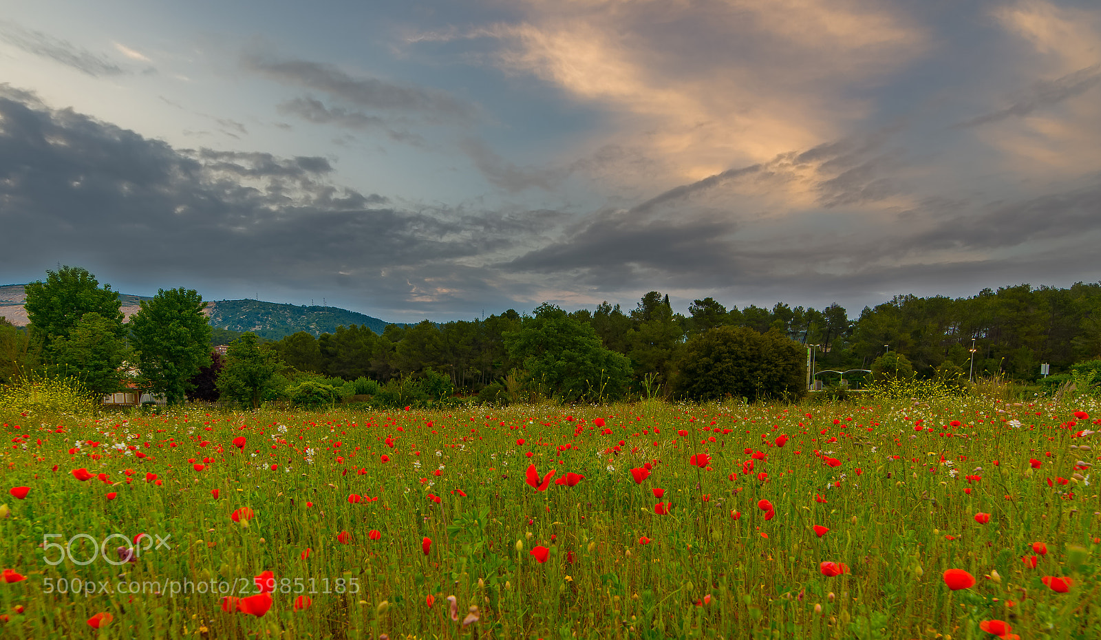 Nikon D610 sample photo. Poppies begues catalonia photography