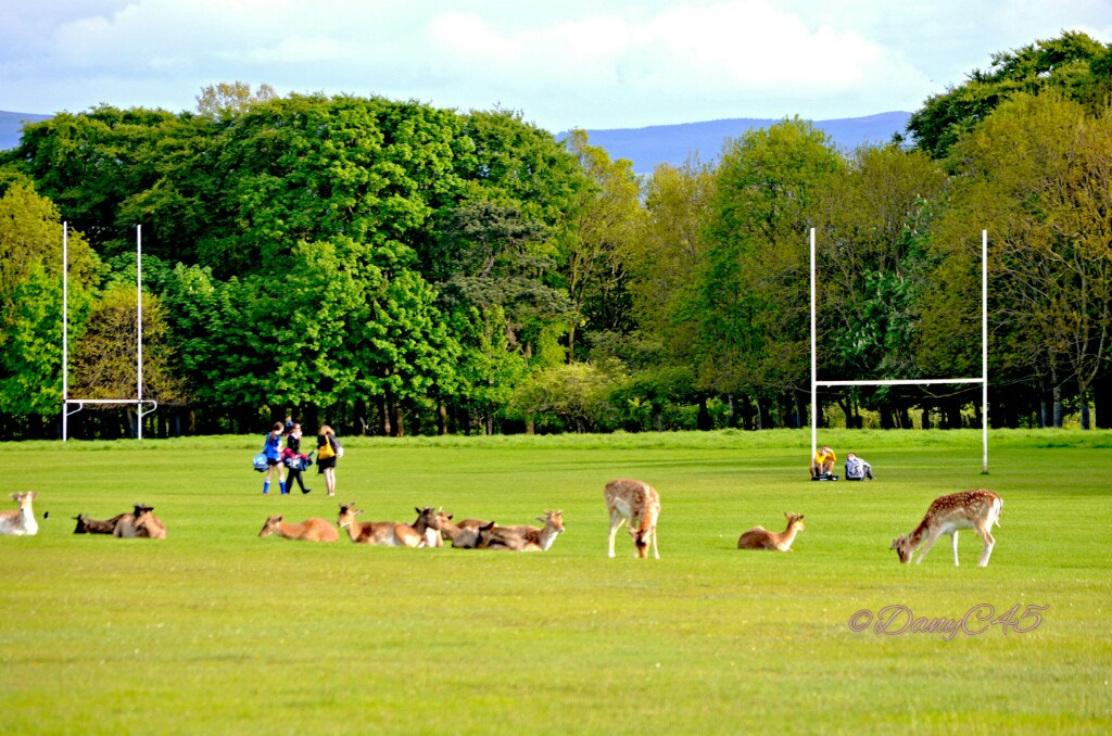 Nikon D5100 sample photo. 17 dublin photography