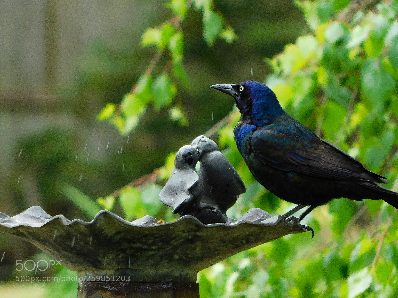 Nikon Coolpix B500 sample photo. Bird bath time photography